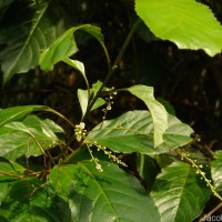 Maesa indica (Roxb.) Sweet